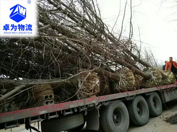 樹苗，樹木運(yùn)輸案例16